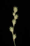 Quill sedge